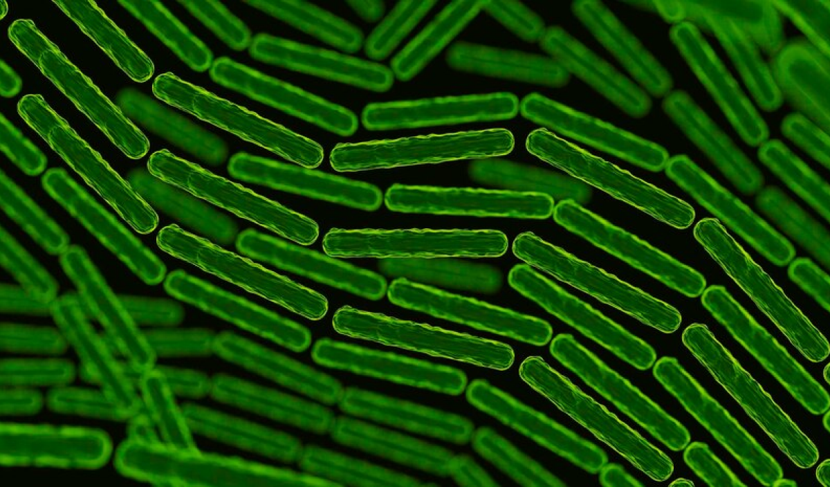 Устойчивость планктонной и биопленочной форм кишечной палочки E. coli к растворимым нитрофуранам